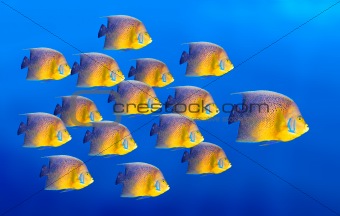 Tropical coral fish angelfish isolated