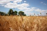 Wheat field