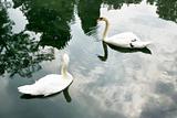 Two swan swim together in a pond