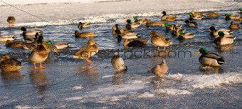 Ducks on ice and in water in winter