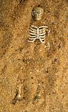 Buried skeleton in the sand