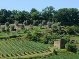 Vineyard  and olive grove