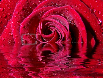  red rose   