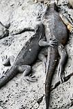 Marine Iguanas