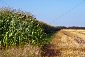 Lush Corn Field