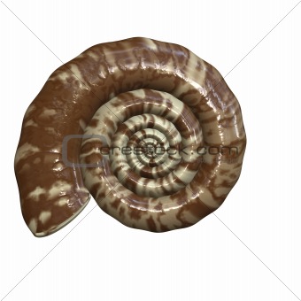 Spiral shaped shell fossil