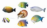 Tropical coral fish angelfish isolated