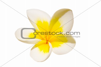 White tropical flower close up