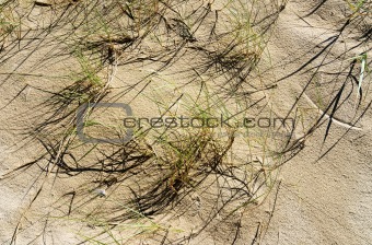 dune grass in sun