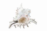 Sea conch isolated