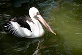 Pelican swimming in pond