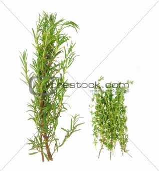 Bunch of rosemary and thyme