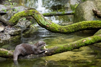 Oriental Small-clawed Otter (Aonyx cinerea)