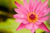 pink lotus flower with drops