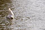 Swan Feeding in Lake