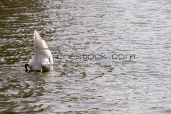 Swan Feeding in Lake