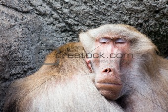 baboon sleeping