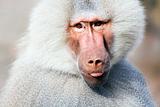 baboon portrait