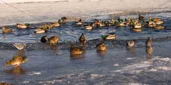 Ducks on ice and in water in winter