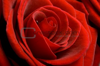 Rose petals macro 