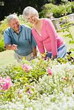 Senior couple working in garden