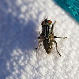 Fly on Sweater