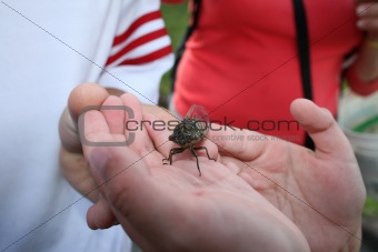 Young hands holding a cicada bug