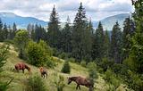 Horses on mountainside.