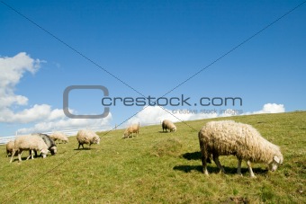 Sheep in mountain