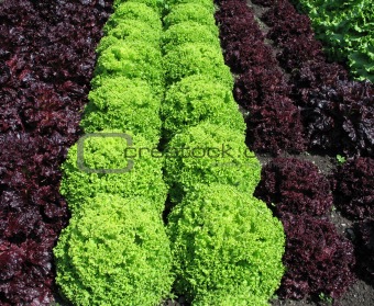 different lettuces growing in a garden