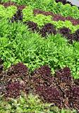 different lettuces growing in a garden