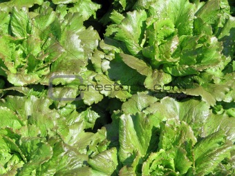 fresh green lettuce in a garden