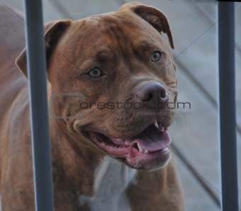 pit bull in a cage