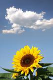 Sunflower with a bee in front of a cloud
