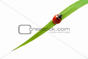 red ladybug