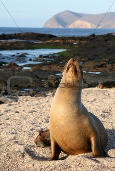 Female Sea Lion
