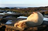 Sea Lion Sun Bath