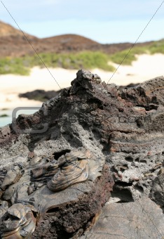 Galapagos Islands Lava flow