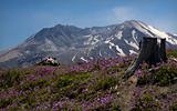 Snowy Mount Saint Helens with Purple Wildflowers Larkspur, in Fr