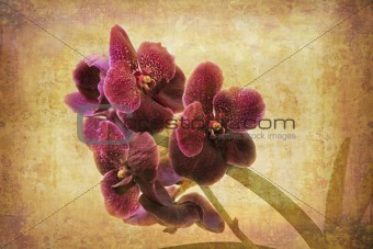 Vintage Orchid