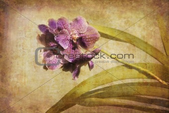 Vintage Orchid.