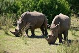 Two feeding rhinos