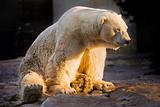 Polar bear sunbath
