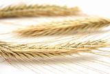 wheat isolated on white in studio
