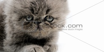Persian kitten close up