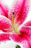 Detail of pink lily