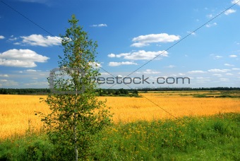 Meadow and tree