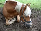 Horse laying down