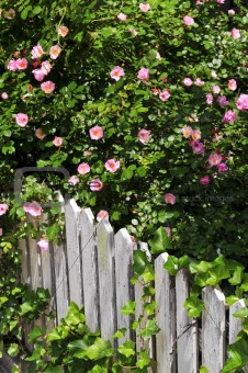 Garden fence with roses