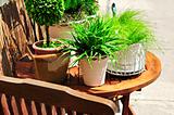 Potted green plants